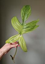 Philodendron Florida Ghost grote stek, Huis en Inrichting, Kamerplanten, Ophalen of Verzenden, Halfschaduw, Minder dan 100 cm