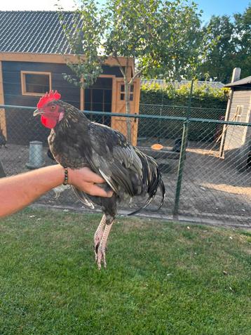 Gratis haantje beschikbaar voor biedingen