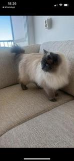 Poes Ragdoll Blue Point, Poes, Gechipt