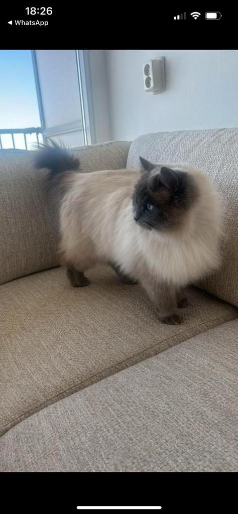 Poes Ragdoll Blue Point, Dieren en Toebehoren, Katten en Kittens | Raskatten | Langhaar, Poes, Gechipt