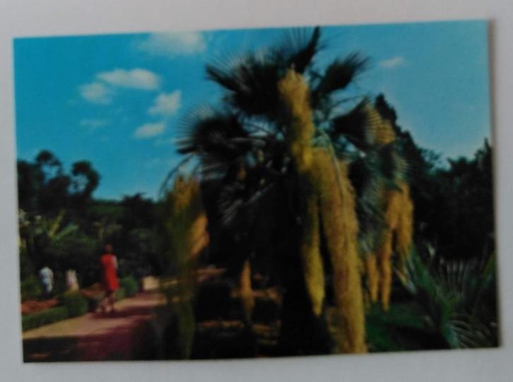 Oude ansichtkaart Blanes, Costa Brava, Spanje., Verzamelen, Ansichtkaarten | Buitenland, Gelopen, Spanje, 1960 tot 1980, Ophalen