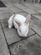 Lief vrouwtjes konijn 8 weken oud, Dieren en Toebehoren, Konijnen, Vrouwelijk