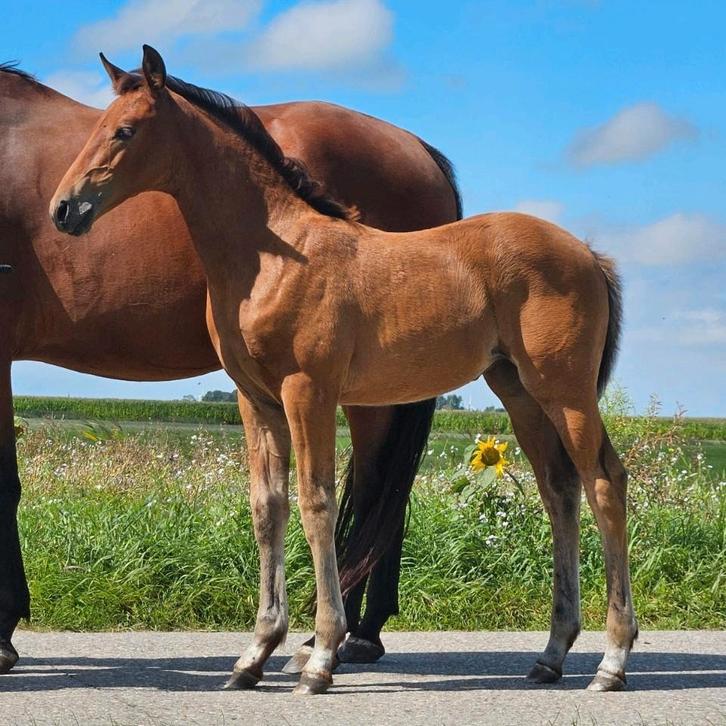 Prachtig dressuur merrieveulen - Pitch Perfect x Glamourdale, Dieren en Toebehoren, Paarden, Merrie, Niet van toepassing, 165 tot 170 cm