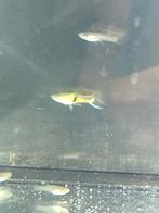 gratis op te halen gupjes, Dieren en Toebehoren, Vis