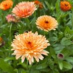 Goudsbloem 'orange flash' - 30 zaden | calendula officinalis, Tuin en Terras, Bloembollen en Zaden, Verzenden, Voorjaar, Volle zon