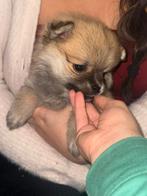 Pomerian Brownish Puppy, Dieren en Toebehoren, HCC (leverziekte), 8 tot 15 weken, Eén hond, Nederland