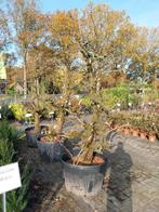 Oude perenbomen conference, Tuin en Terras, Ophalen, Minder dan 100 cm, Lente