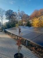 Zuilbeuk beuken  200 cm in pot gekweekt, Tuin en Terras, Planten | Bomen, Ophalen, In pot, Volle zon, Overige soorten
