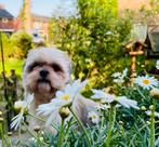 Boomer reutje van 7 jaar zoekt een nieuwe thuis., Dieren en Toebehoren, Honden | Niet-rashonden, 6 jaar of ouder, Rabiës (hondsdolheid)