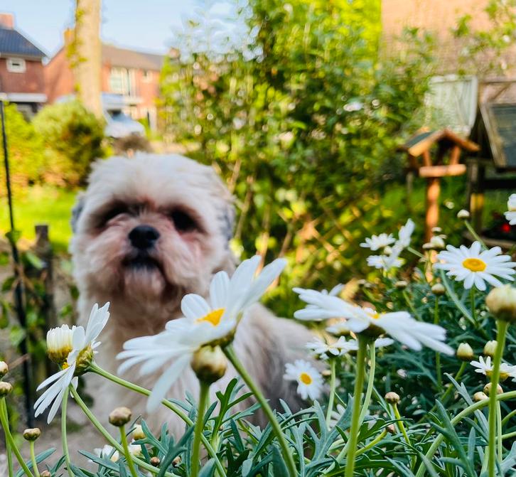 Boomer reutje van 7 jaar zoekt een nieuwe thuis., Dieren en Toebehoren, Honden | Niet-rashonden, Reu, Particulier, Eén hond, Nederland