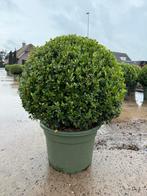 Ilex crenata / japanse hulst bolvormen, Ophalen, Bloeit niet, Overige soorten, 100 tot 250 cm