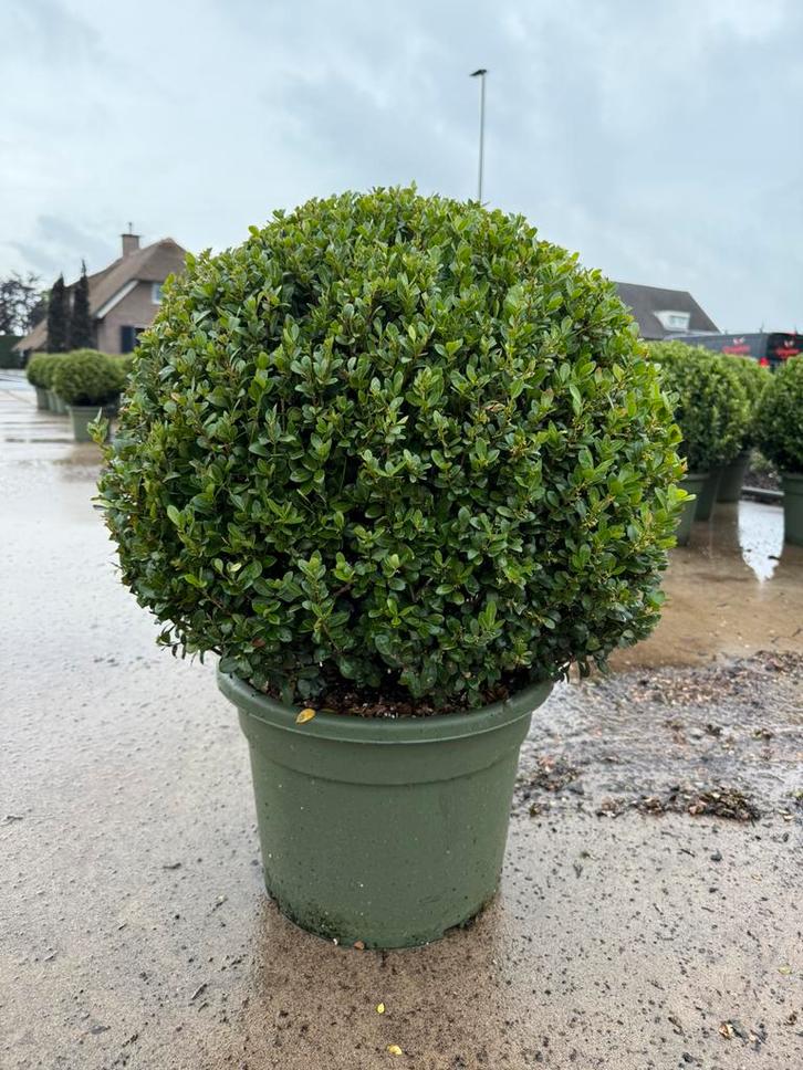 Ilex crenata / japanse hulst bolvormen, Tuin en Terras, Planten | Bomen, Overige soorten, 100 tot 250 cm, Bloeit niet, Ophalen