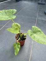 Colocasia Gigantea ‘Thai Giant’, Ophalen of Verzenden, Overige soorten, Minder dan 100 cm