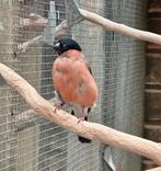 Noorse goudvink man, Dieren en Toebehoren, Mannelijk, Wildzangvogel