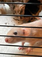 Tame dwergratje te koop, Dieren en Toebehoren, Knaagdieren, Rat, April, Vrouwelijk, Tam