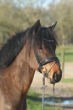 Super knappe allround D pony, Dieren en Toebehoren, Pony's, B, Ruin, 3 tot 6 jaar, Gechipt