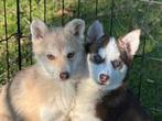 Mooie Pomsky pups mogen verhuizen, CDV (hondenziekte), 8 tot 15 weken, Poolhond, Meerdere