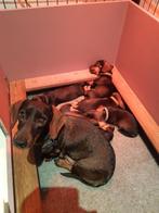 Teckel pups kortharig (Kanichen), Dieren en Toebehoren, Honden | Teckels en Dashonden, Kaninchen, België, Particulier, CDV (hondenziekte)