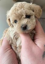 Nestje Mini Toy poodle , Toy Poedel, Dieren en Toebehoren, Poedel, 8 tot 15 weken, Meerdere, Meerdere dieren