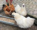 3 hanen zijdehoenders, Dieren en Toebehoren, Pluimvee, Mannelijk, Kip