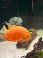 Heros severum red spotted, Dieren en Toebehoren, Vis