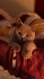 Blauwe Britse Korthaar Kitten, Dieren en Toebehoren, Katten en Kittens | Raskatten | Korthaar, Poes, Ontwormd, 0 tot 2 jaar