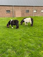 Mooie bonte shetland merrie’s, Dieren en Toebehoren, Merrie, Niet van toepassing, A pony (tot 1.17m), Gechipt