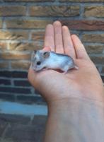 Jonge chinese dwerghamsters (België), Dieren en Toebehoren, Knaagdieren, Hamster, Meerdere dieren, Tam, September