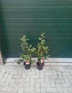 Camellia japonica dr. King, Vaste plant, Halfschaduw, Lente, Ophalen