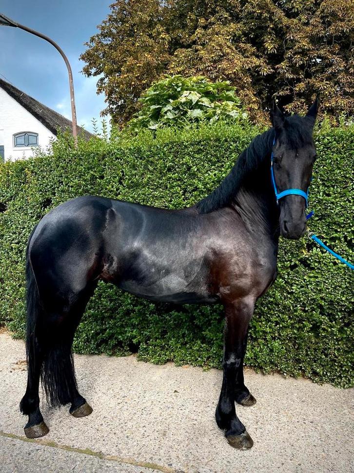 Mooie Friese merrie te koop, Dieren en Toebehoren, Paarden, Merrie, Zadelmak, 3 tot 6 jaar, Recreatiepaard