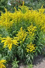 Tekoop aangeboden opgepotte Guldenroede (Solidago)., Overige soorten, Volle zon, Vaste plant, Ophalen of Verzenden