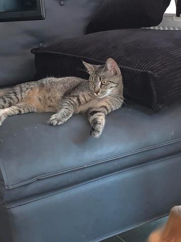 Kitten beschikbaar voor biedingen