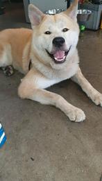 Akita, Dieren en Toebehoren, Rabiës (hondsdolheid), Reu, Eén hond, 3 tot 5 jaar
