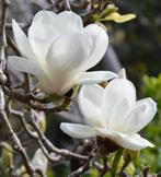 Magnolia soul. alba-zuiverwitte lichtgeurende bloem !!, Ophalen of Verzenden