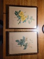 Set van 2 vintage botanische prenten in houten lijst, Gebruikt, 50 tot 75 cm, Ophalen of Verzenden, 50 tot 75 cm