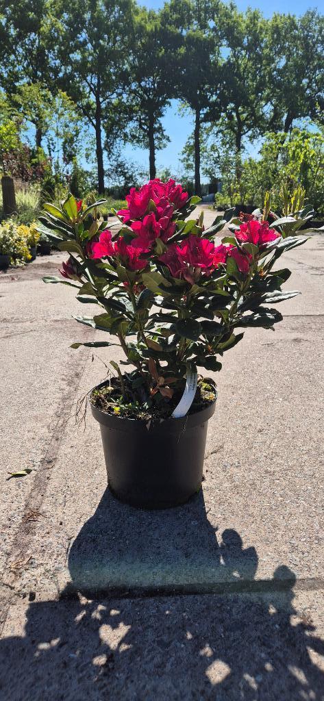 Rode Rhododendron Lord Roberts, Tuin en Terras, Planten | Struiken en Hagen, Struik, Rhododendron, Minder dan 100 cm, Ophalen