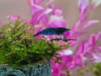 Blue dream Neocaridina garnalen , blauwe garnalen, Ophalen, Zo goed als nieuw