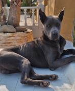 Thai ridgeback stamboom ter adoptie, Particulier, Rabiës (hondsdolheid), Buitenland, Eén hond