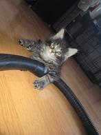 Maine Coon, Meerdere dieren