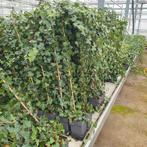 hedera helix, Ophalen, Overige soorten, 100 tot 250 cm