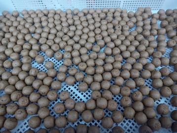 strawberry Fish premium boilies beschikbaar voor biedingen