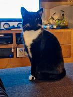 Reus zoekt een fijnere plek, Dieren en Toebehoren, Kater, Kortharig, 3 tot 5 jaar