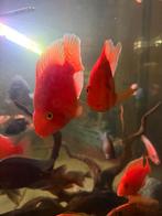 Groot koppel papegaai ciclide, Dieren en Toebehoren, Vis