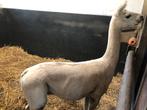 Alpaca scheren, Dieren en Toebehoren, Januari, Meerdere dieren