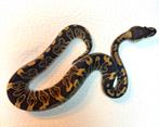 Jonge Python, Ballpython, Koningspython, Python Regius, Dieren en Toebehoren, Slang, 0 tot 2 jaar