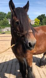 2 Trekpaard ketting halster, Dieren en Toebehoren, Ophalen of Verzenden, Gebruikt, Recreatie