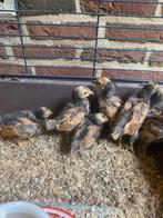 Aangeboden, Vorwerk kuikens, Dieren en Toebehoren, Pluimvee, Geslacht onbekend, Kip