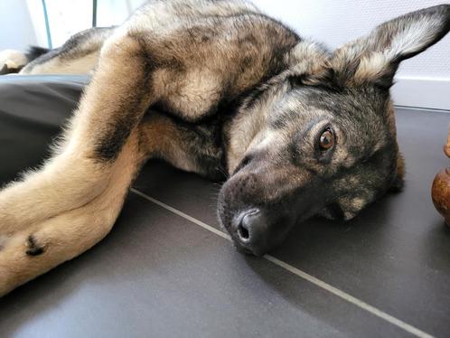Ter adoptie lieve  Fiona ♀️, Dieren en Toebehoren, Honden | Niet-rashonden, Middel, Teef, Particulier, Eén hond, Buitenland, 1 tot 2 jaar