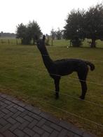 Alpaca dekhengst te koop, Dieren en Toebehoren, Juli, Mannelijk