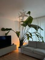 Hele grote plant strelitzia, paradijsvogel plant, Ophalen, In pot, Halfschaduw, 200 cm of meer